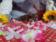 Chihuahua femmina cioccolato focato Chihuahuafemminacioccolatofocato12.jpg