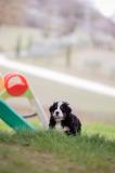 Cuccioli di Bovaro del Bernese CucciolidiBovarodelBernese.jpg