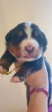 Cuccioli di Bovaro del Bernese CucciolidiBovarodelBernese1.jpg