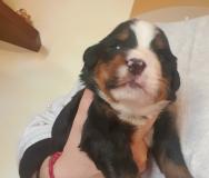 Cuccioli di Bovaro del Bernese CucciolidiBovarodelBernese12.jpg