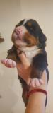 Cuccioli di Bovaro del Bernese CucciolidiBovarodelBernese123.jpg