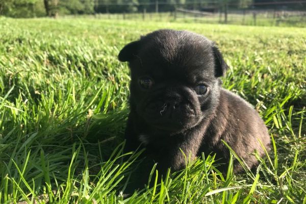 Cuccioli di carlino cucciolidicarlino.jpg