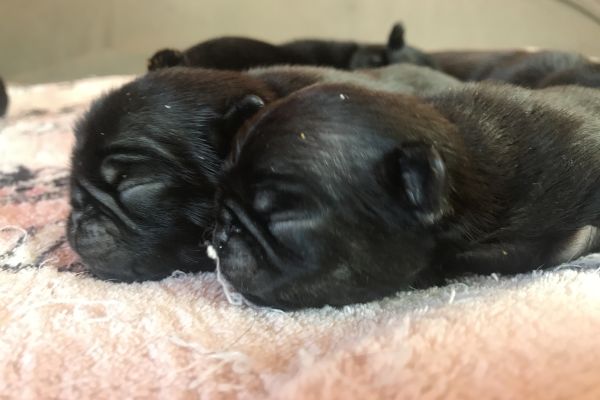 Cuccioli di carlino cucciolidicarlino1.jpg