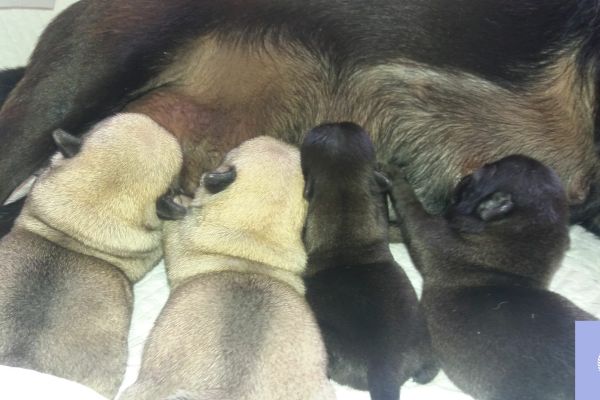 Cuccioli di carlino cucciolidicarlino12.jpg