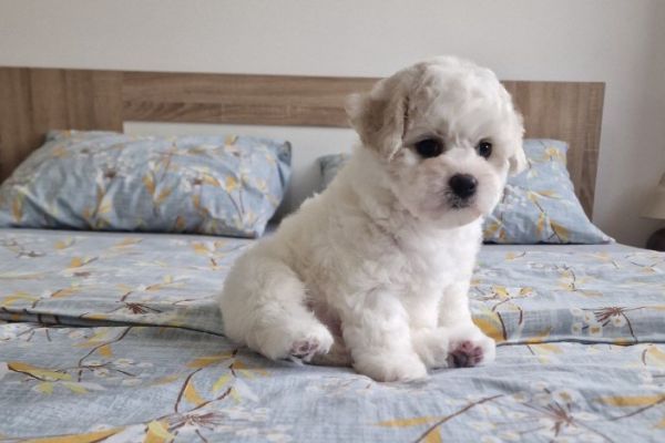 Bichon Frise cuccioli in vendita bichonfrisecuccioliinvendita.jpg