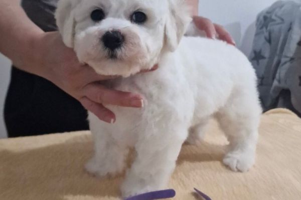 Bichon Frise cuccioli in vendita bichonfrisecuccioliinvendita1.jpg