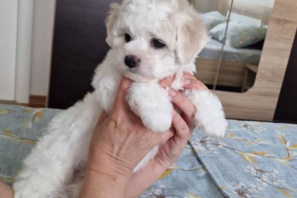 Bichon Frise cuccioli in vendita bichonfrisecuccioliinvendita12.jpg