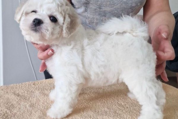 Bichon Frise cuccioli in vendita bichonfrisecuccioliinvendita123.jpg