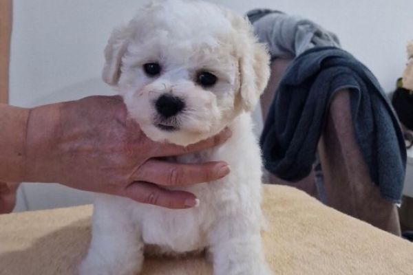 Bichon Frise cuccioli in vendita bichonfrisecuccioliinvendita1234.jpg