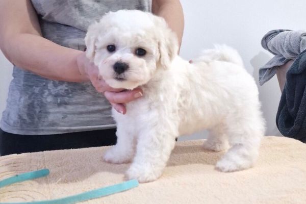 Bichon Frise cuccioli in vendita bichonfrisecuccioliinvendita12345.jpg