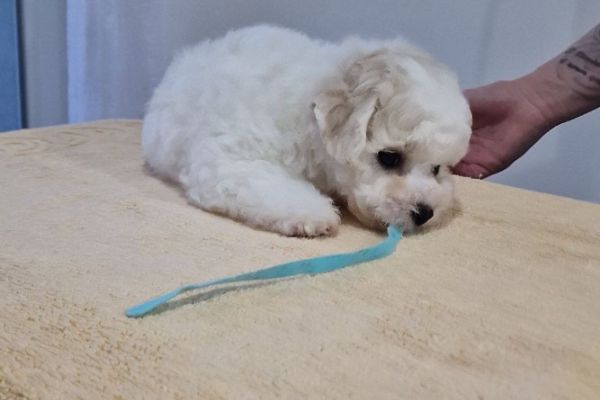 Bichon Frise cuccioli in vendita bichonfrisecuccioliinvendita123456.jpg