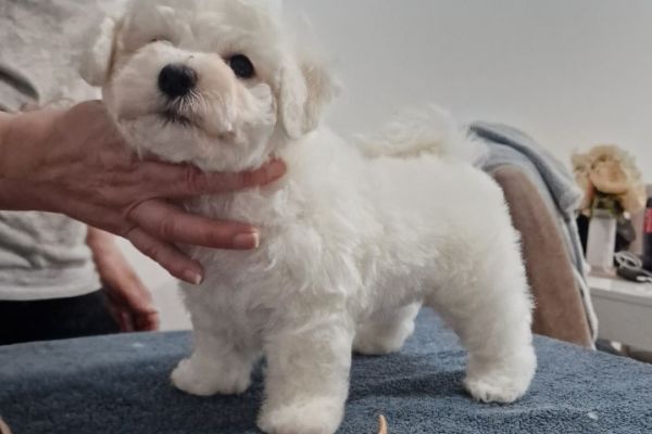 Bichon Frise cuccioli in vendita bichonfrisecuccioliinvendita1234567.jpg