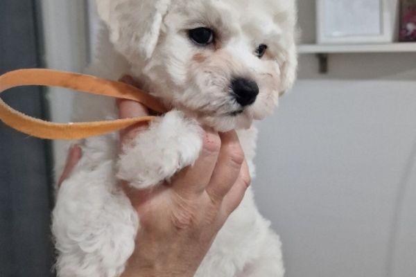 Bichon Frise cuccioli in vendita bichonfrisecuccioliinvendita12345678.jpg