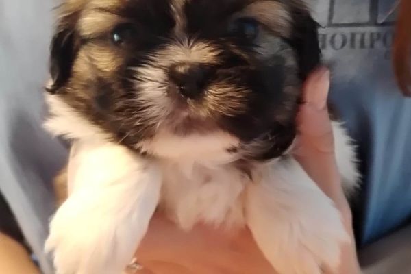 Shih Tzu cuccioli in vendita shihtzucuccioliinvendita.jpg