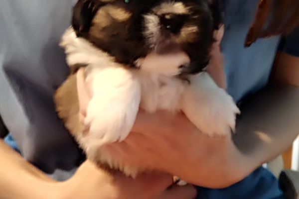 Shih Tzu cuccioli in vendita shihtzucuccioliinvendita1.jpg