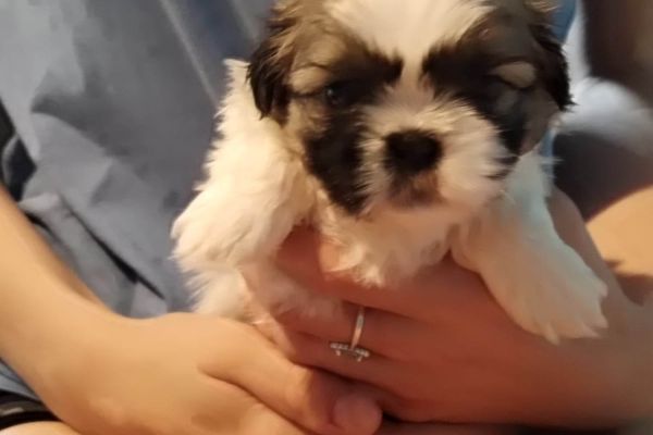 Shih Tzu cuccioli in vendita shihtzucuccioliinvendita123.jpg