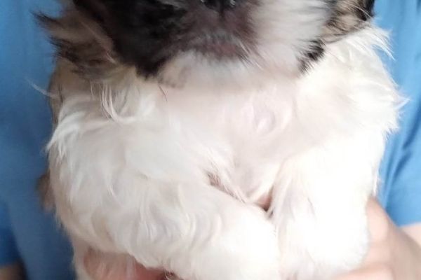 Shih Tzu cuccioli in vendita shihtzucuccioliinvendita1234567.jpg