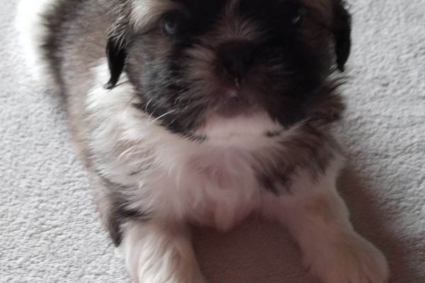 Shih Tzu cuccioli in vendita shihtzucuccioliinvendita123456789.jpg