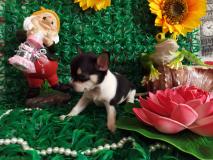 Chihuahua femmina tricolor toy Chihuahuafemminatricolortoy.jpg