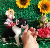 Chihuahua femmina tricolor toy Chihuahuafemminatricolortoy12.jpg