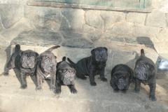 Shar-pei cuccioli Sharpeicuccioli-59a7d6312d44b.jpg