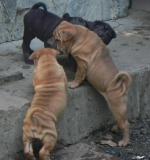 Shar-pei cuccioli Sharpeicuccioli.jpg