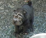 Shar-pei cuccioli Sharpeicuccioli1.jpg