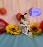 Chihuahua femmina blu bianco con occhi chiari toy Chihuahuafemminablubiancoconocchichiaritoy123.jpg