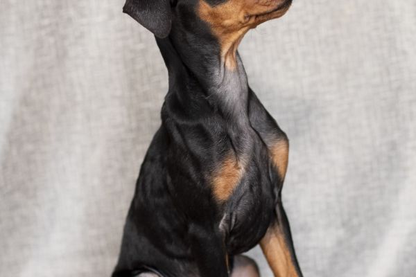 German pinscher, Deutscher pinscher - pedigree ENCI/FCI germanpinscherdeutscherpinsche.jpg