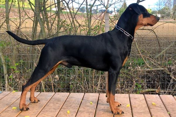 German pinscher, Deutscher pinscher - pedigree ENCI/FCI germanpinscherdeutscherpinsche1.jpg