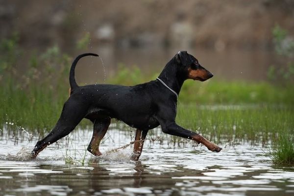 German pinscher, Deutscher pinscher - pedigree ENCI/FCI germanpinscherdeutscherpinsche12.jpg