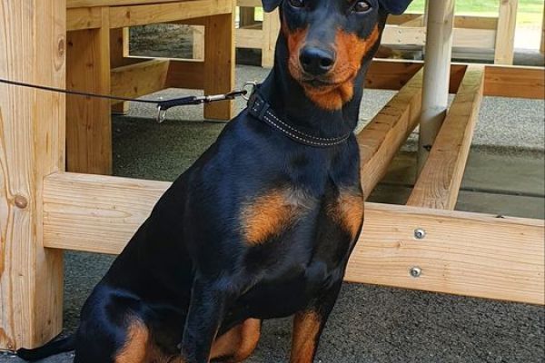 German pinscher, Deutscher pinscher - pedigree ENCI/FCI germanpinscherdeutscherpinsche123.jpg