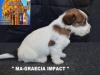 Jack Russell Terrier - Cuccioli Altamente Selezionati 434087a.jpg