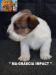 Jack Russell Terrier - Cuccioli Altamente Selezionati 434087b.jpg