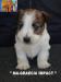 Jack Russell Terrier - Cuccioli Altamente Selezionati 434087c.jpg