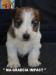 Jack Russell Terrier - Cuccioli Altamente Selezionati 434087d.jpg