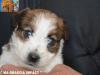 Jack Russell Terrier - Cuccioli Altamente Selezionati 434087g.jpg