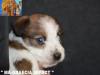 Jack Russell Terrier - Cuccioli Altamente Selezionati 434087h.jpg
