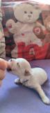 Maltese con pedigree ENCI MalteseconpedigreeENCI1.jpg