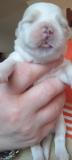 Maltese con pedigree ENCI MalteseconpedigreeENCI12.jpg