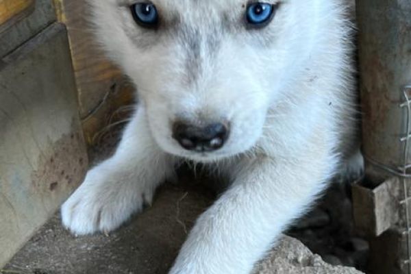 Cucciole di Siberian Husky cuccioledisiberianhusky.jpg