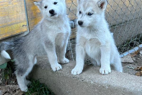 Cucciole di Siberian Husky cuccioledisiberianhusky1.jpg