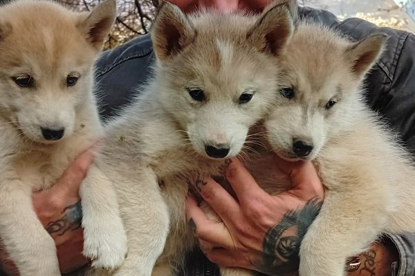 Cucciole di Siberian Husky cuccioledisiberianhusky12.jpg