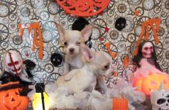 Chihuahua pelo raso veri Toy maschio e femmina ChihuahuapelorasoveriToymaschioefemmina12.jpg