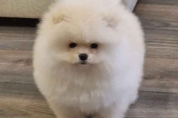 Spitz di Pomerania cuccioli spitzdipomeraniacuccioli1.jpg