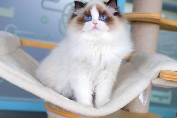 Bellissimi cuccioli di ragdoll bellissimicucciolidiragdoll.jpeg