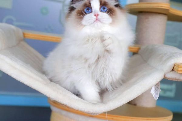 Bellissimi cuccioli di ragdoll bellissimicucciolidiragdoll1.jpeg