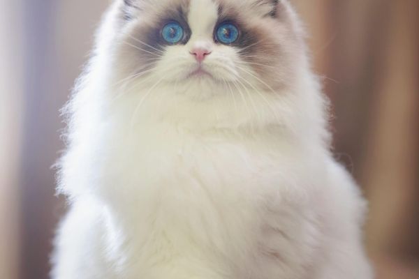 Bellissimi cuccioli di ragdoll bellissimicucciolidiragdoll123.jpeg