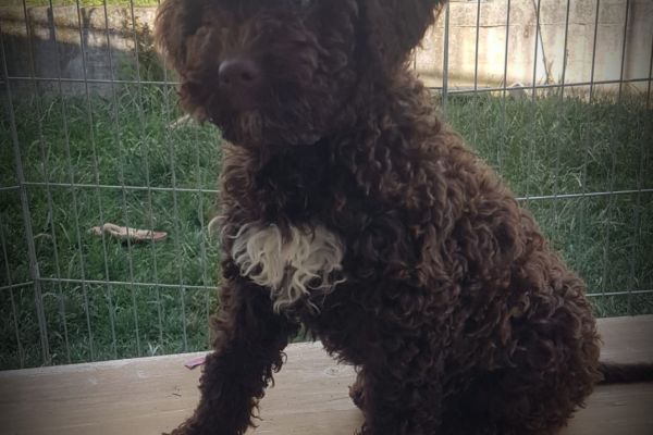 Cucciola lagotto romagnolo cucciolalagottoromagnolo1.jpg