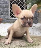 bouledogue francese crema bouledoguefrancesecrema.jpg